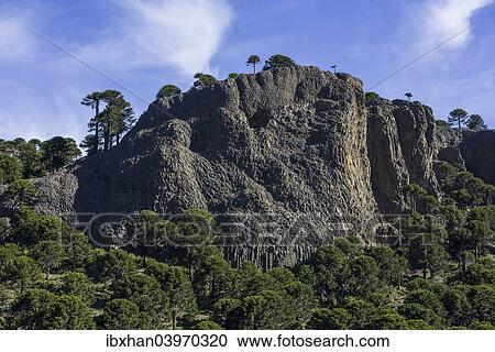 Stock Image - "Monkey puzzle trees (Araucaria araucana) and basalt rocks, Neuquen Province, Argentina, South America". Fotosearch