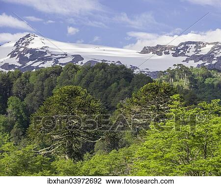"Monkey puzzle trees (Araucaria araucana), Conguillio National Park, Melipeuco, Region de la Araucania, Chile, South America" View Large Photo Image Stock Image - "Monkey puzzle trees (Araucaria araucana), Conguillio National Park, Melipeuco, Region de la Araucania, Chile, South America". Fotosearch