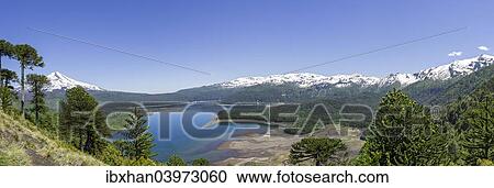 Stock Image - "Monkey puzzle trees (Araucaria araucana), Llaima volcano and Conguillio Lake, Conguillio National Park, Melipeuco, Region de la Araucania, Chile, South America". Fotosearch