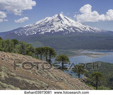 "Monkey puzzle trees (Araucaria araucana), Llaima volcano and Conguillio Lake, Conguillio National Park, Melipeuco, Region de la Araucania, Chileile" View Large Photo Image Stock Image - "Monkey puzzle trees (Araucaria araucana), Llaima volcano and Conguillio Lake, Conguillio National Park, Melipeuco, Region de la Araucania, Chileile". Fotosearch