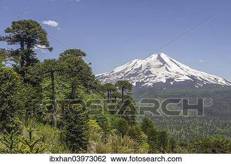 Stock Image - "Monkey puzzle treess (Araucaria araucana) and Llaima volcano, Conguillio National Park, Melipeuco, Region de la Araucania, Chile, South America". Fotosearch
