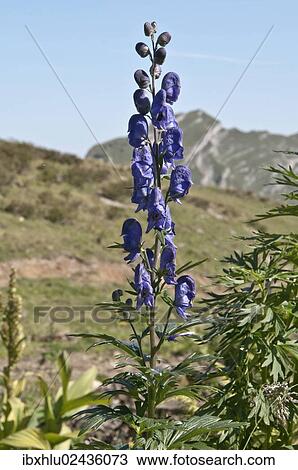 "Monkshood (Aconitum napellus), region of the Kanisfluh massif, Mellau, Austria, Europe" View Large Photo Image Stock Image - "Monkshood (Aconitum napellus), region of the Kanisfluh massif, Mellau, Austria, Europe". Fotosearch