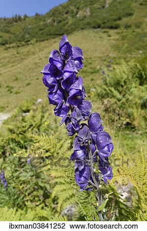 "Monkshood (Aconitum napellus), Wasserstubental valley, Verwall mountains, Vorarlberg, Austria, Europe" View Large Photo Image Stock Image - "Monkshood (Aconitum napellus), Wasserstubental valley, Verwall mountains, Vorarlberg, Austria, Europe". Fotosearch
