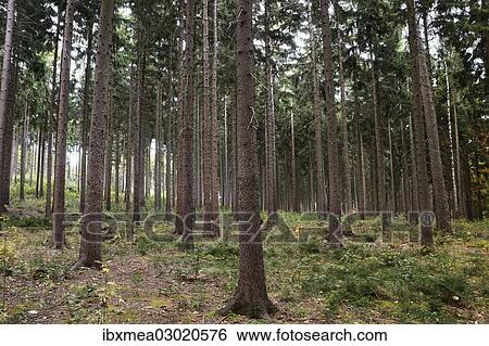"Monoculture of spruce trees (Picea abies), Hetzdorf, Dresden, Saxony, Germany, Europe" View Large Photo Image Stock Photograph - "Monoculture of spruce trees (Picea abies), Hetzdorf, Dresden, Saxony, Germany, Europe". Fotosearch