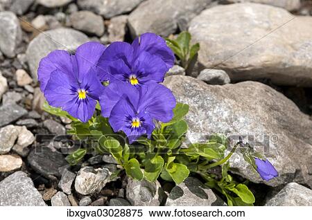 Stock Photography - "Mont-Cenis violets or pansies (Viola cenisia), Sanetschpass, Switzerland, Europe". Fotosearch