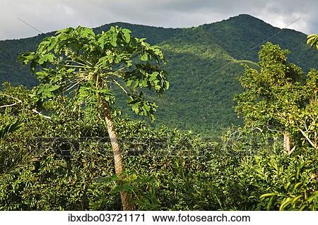 "Montane rainforest, Mahaut, Arrondissement of Basse-Terre, Guadeloupe, France, North America" View Large Photo Image Stock Image - "Montane rainforest, Mahaut, Arrondissement of Basse-Terre, Guadeloupe, France, North America". Fotosearch