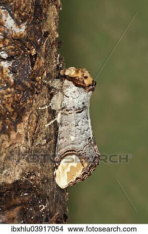 Picture - "Moon Bird (Phalera bucephala) on tree bark, Baden-Wurttemberg, Germany, Europe". Fotosearch