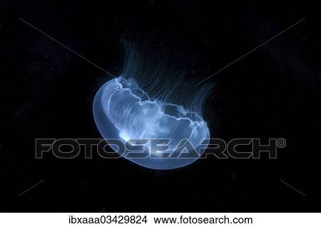 "Moon Jelly (Aurelia aurita), Crimea, Ukraine, Europe" View Large Photo Image Picture - "Moon Jelly (Aurelia aurita), Crimea, Ukraine, Europe". Fotosearch