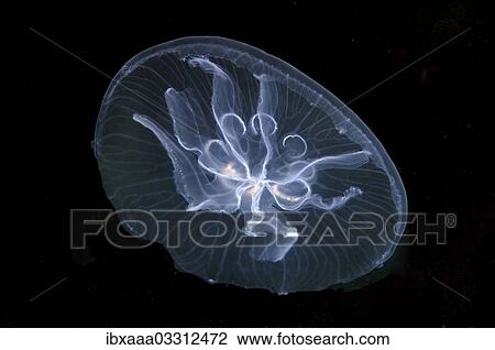"Moon jelly (Aurelia aurita), here a mutation with seven gonads instead of four, Black Sea, Crimea, Ukraine, Europe" View Large Photo Image Stock Image - "Moon jelly (Aurelia aurita), here a mutation with seven gonads instead of four, Black Sea, Crimea, Ukraine, Europe". Fotosearch