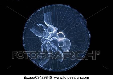 "Moon Jelly (Aurelia aurita), here a mutation with seven gonads instead of four, Crimea, Ukraine, Europe" View Large Photo Image Stock Photography - "Moon Jelly (Aurelia aurita), here a mutation with seven gonads instead of four, Crimea, Ukraine, Europe". Fotosearch