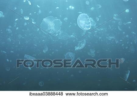 "Moon Jelly, Moon Jellyfish, Common Jellyfish, or Saucer Jelly (Aurelia aurita), Black Sea, Crimea, Russia, Europe" View Large Photo Image Stock Photo - "Moon Jelly, Moon Jellyfish, Common Jellyfish, or Saucer Jelly (Aurelia aurita), Black Sea, Crimea, Russia, Europe". Fotosearch
