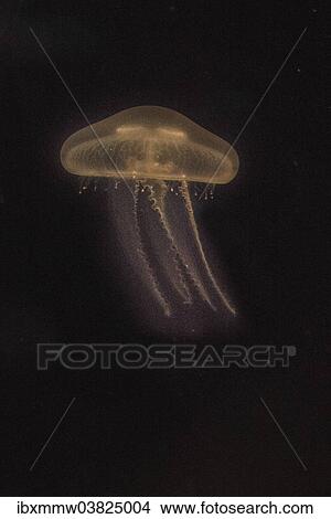 "Moon Jellyfish (Aurelia aurita) in coloured light, captive" View Large Photo Image Picture - "Moon Jellyfish (Aurelia aurita) in coloured light, captive". Fotosearch