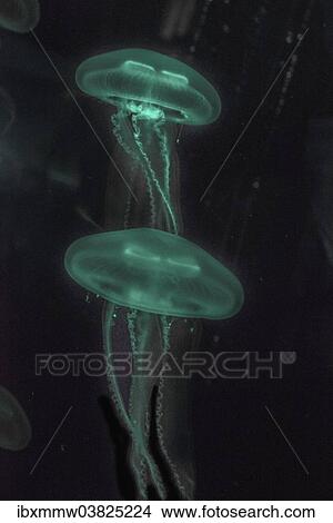 "Moon Jellyfish (Aurelia aurita) in coloured light, captive" View Large Photo Image Picture - "Moon Jellyfish (Aurelia aurita) in coloured light, captive". Fotosearch