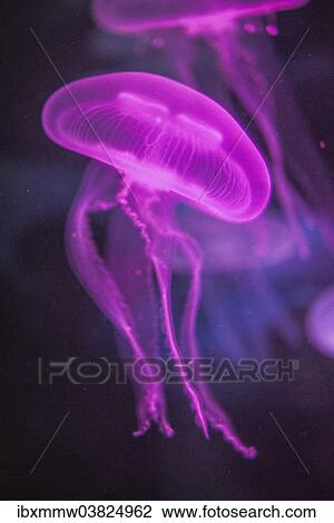 Stock Image - "Moon Jellyfish (Aurelia aurita) in coloured light, captive". Fotosearch