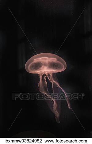 "Moon Jellyfish (Aurelia aurita) in coloured light, captive" View Large Photo Image Stock Image - "Moon Jellyfish (Aurelia aurita) in coloured light, captive". Fotosearch