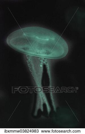 "Moon Jellyfish (Aurelia aurita) in coloured light, captive" View Large Photo Image Stock Image - "Moon Jellyfish (Aurelia aurita) in coloured light, captive". Fotosearch
