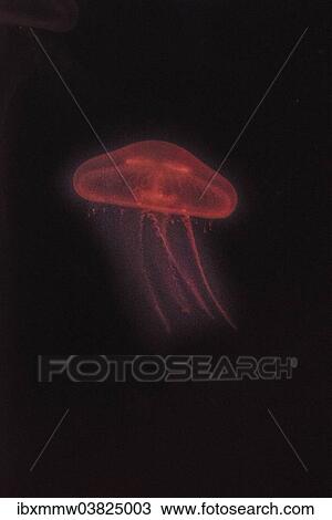 Stock Image - "Moon Jellyfish (Aurelia aurita) in coloured light, captive". Fotosearch