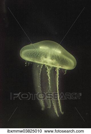 "Moon Jellyfish (Aurelia aurita) in coloured light, captive" View Large Photo Image Stock Image - "Moon Jellyfish (Aurelia aurita) in coloured light, captive". Fotosearch