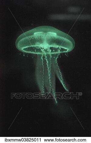 "Moon Jellyfish (Aurelia aurita) in coloured light, captive" View Large Photo Image Stock Image - "Moon Jellyfish (Aurelia aurita) in coloured light, captive". Fotosearch