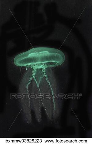 "Moon Jellyfish (Aurelia aurita) in coloured light, captive" View Large Photo Image Stock Image - "Moon Jellyfish (Aurelia aurita) in coloured light, captive". Fotosearch