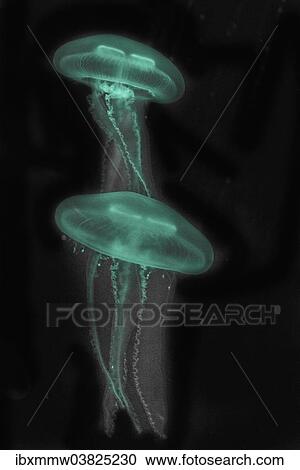 Stock Image - "Moon Jellyfish (Aurelia aurita) in coloured light, captive". Fotosearch