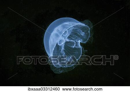 "Moon Jellyfish, Saucer Jelly (Aurelia aurita), Black Sea, Crimea, Ukraine, Europe" View Large Photo Image Stock Image - "Moon Jellyfish, Saucer Jelly (Aurelia aurita), Black Sea, Crimea, Ukraine, Europe". Fotosearch
