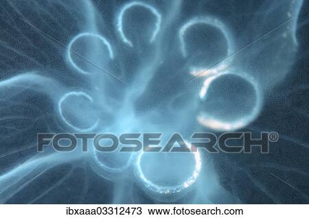"Moon Jellyfish, Saucer Jelly (Aurelia aurita), genetic mutation with seven gonads instead of four, Black Sea, Crimea, Ukraine, Europe" View Large Photo Image Stock Image - "Moon Jellyfish, Saucer Jelly (Aurelia aurita), genetic mutation with seven gonads instead of four, Black Sea, Crimea, Ukraine, Europe". Fotosearch