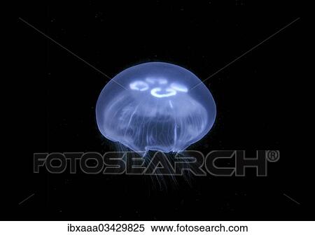 "Moon jellyfish saucer jelly (Aurelia aurita), Black Sea, Crimea, Ukraine, Europe" View Large Photo Image Stock Photography - "Moon jellyfish saucer jelly (Aurelia aurita), Black Sea, Crimea, Ukraine, Europe". Fotosearch