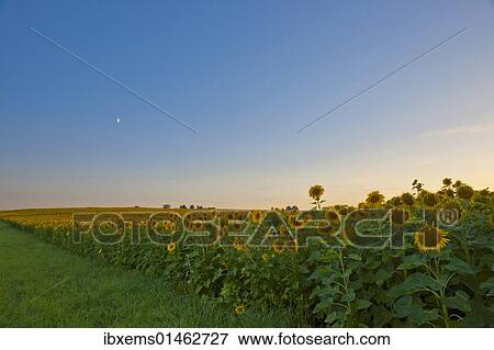 "Moonrise over a sunflower field near Pforzheim, Baden-Wuerttemberg, Germany, Europe" View Large Photo Image Stock Photo - "Moonrise over a sunflower field near Pforzheim, Baden-Wuerttemberg, Germany, Europe". Fotosearch