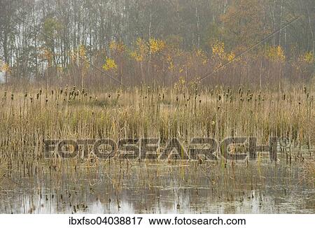 "Moor autumn landscape with broadleaf cattail (Typha latifolia), Grosses Moor nature reserve, Lower Saxony, Germany, Europe" View Large Photo Image Stock Photo - "Moor autumn landscape with broadleaf cattail (Typha latifolia), Grosses Moor nature reserve, Lower Saxony, Germany, Europe". Fotosearch