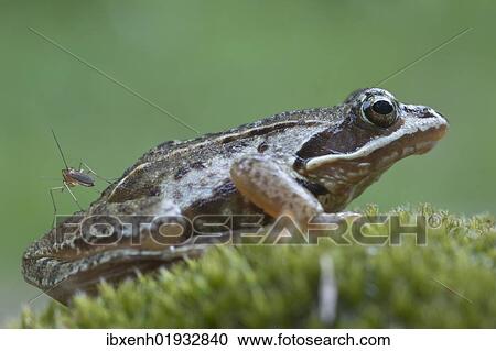"Moor frog (Rana arvalis), Emsland, Germany, Europe" View Large Photo Image Stock Image - "Moor frog (Rana arvalis), Emsland, Germany, Europe". Fotosearch