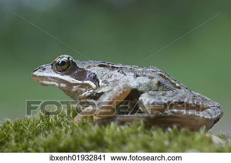 "Moor frog (Rana arvalis), Emsland, Germany, Europe" View Large Photo Image Stock Image - "Moor frog (Rana arvalis), Emsland, Germany, Europe". Fotosearch