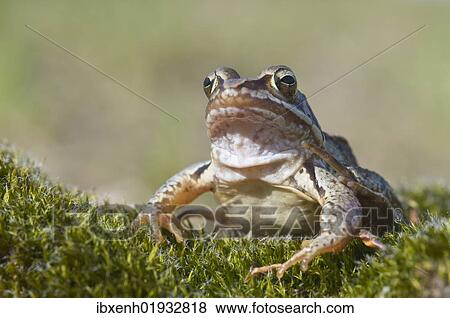 "Moor frog (Rana arvalis), Emsland, Germany, Europe" View Large Photo Image Stock Photo - "Moor frog (Rana arvalis), Emsland, Germany, Europe". Fotosearch