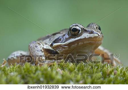 "Moor frog (Rana arvalis), Emsland, Germany, Europe" View Large Photo Image Stock Photo - "Moor frog (Rana arvalis), Emsland, Germany, Europe". Fotosearch