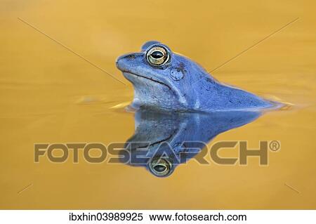 "Moor Frog (Rana arvalis), male, Mittelelbe, Saxony-Anhalt, Germany, Europe" View Large Photo Image Stock Photography - "Moor Frog (Rana arvalis), male, Mittelelbe, Saxony-Anhalt, Germany, Europe". Fotosearch