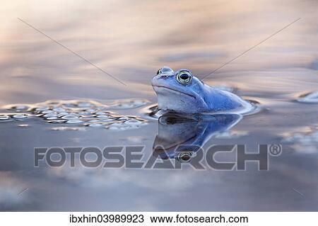 "Moor Frog (Rana arvalis), spawning ground, Mittelelbe, Saxony-Anhalt, Germany, Europe" View Large Photo Image Stock Image - "Moor Frog (Rana arvalis), spawning ground, Mittelelbe, Saxony-Anhalt, Germany, Europe". Fotosearch