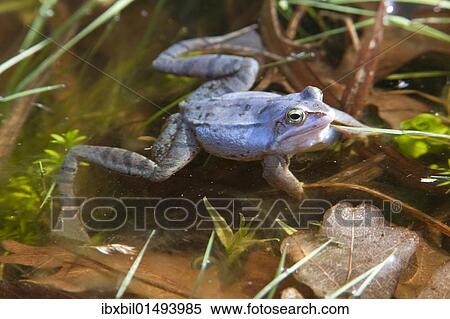 Moor frog (Rana arvalis) View Large Photo Image Stock Photography - Moor frog (Rana arvalis). Fotosearch