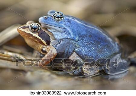 "Moor Frogs (Rana arvalis), mating, Middle Elbe, Saxony-Anhalt, Germany, Europe" View Large Photo Image Stock Image - "Moor Frogs (Rana arvalis), mating, Middle Elbe, Saxony-Anhalt, Germany, Europe". Fotosearch