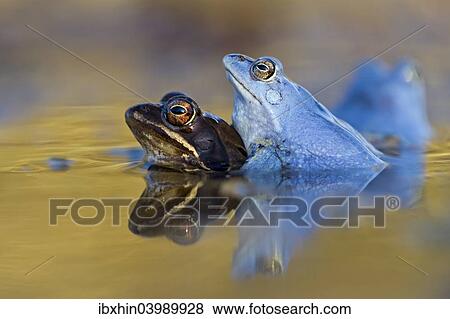 "Moor Frogs (Rana arvalis), mating, Middle Elbe, Saxony-Anhalt, Germany, Europe" View Large Photo Image Stock Photo - "Moor Frogs (Rana arvalis), mating, Middle Elbe, Saxony-Anhalt, Germany, Europe". Fotosearch