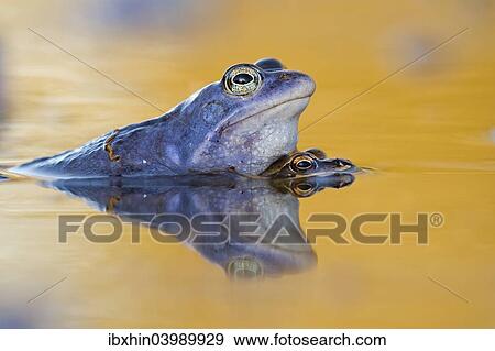 Stock Photo - "Moor Frogs (Rana arvalis), mating, Middle Elbe, Saxony-Anhalt, Germany, Europe". Fotosearch
