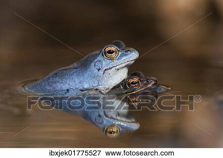 "Moor Frogs (Rana arvalis) mating, Spreewald Biosphere Reserve, Brandenburg, Germany, Europe" View Large Photo Image Stock Photo - "Moor Frogs (Rana arvalis) mating, Spreewald Biosphere Reserve, Brandenburg, Germany, Europe". Fotosearch