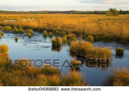 "Moor in the evening light in autumn, Schweimker Moor nature reserve, Lower Saxony, Germany, Europe" View Large Photo Image Stock Image - "Moor in the evening light in autumn, Schweimker Moor nature reserve, Lower Saxony, Germany, Europe". Fotosearch