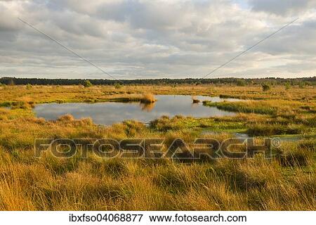 "Moor in the evening light in autumn, Schweimker Moor nature reserve, Lower Saxony, Germany, Europe" View Large Photo Image Stock Photo - "Moor in the evening light in autumn, Schweimker Moor nature reserve, Lower Saxony, Germany, Europe". Fotosearch