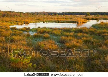 "Moor in the evening light in autumn, Schweimker Moor nature reserve, Lower Saxony, Germany, Europe" View Large Photo Image Stock Photography - "Moor in the evening light in autumn, Schweimker Moor nature reserve, Lower Saxony, Germany, Europe". Fotosearch