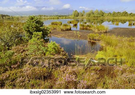 "Moor landscape with flowering heather, bog on the edge of the Alps, Nicklheim, Bavaria, Germany, Europe" View Large Photo Image Stock Image - "Moor landscape with flowering heather, bog on the edge of the Alps, Nicklheim, Bavaria, Germany, Europe". Fotosearch