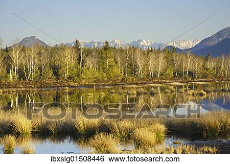"Moor pond in moorland with rushes, foothills, Raubling, Bavaria, Germany, Europe" View Large Photo Image Stock Photograph - "Moor pond in moorland with rushes, foothills, Raubling, Bavaria, Germany, Europe". Fotosearch