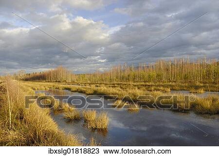 "Moor with bulrushes in frozen bog pond, Stammbecken Moor, near Rosenheim, Alp foothills, Bavaria, Germany, Europe" View Large Photo Image Stock Image - "Moor with bulrushes in frozen bog pond, Stammbecken Moor, near Rosenheim, Alp foothills, Bavaria, Germany, Europe". Fotosearch