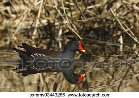 "Moorhen (Gallinula chloropus) swimming, with reflection in water, East Frisian Islands, East Frisia, Lower Saxony, Germany, Europe" View Large Photo Image Stock Photograph - "Moorhen (Gallinula chloropus) swimming, with reflection in water, East Frisian Islands, East Frisia, Lower Saxony, Germany, Europe". Fotosearch
