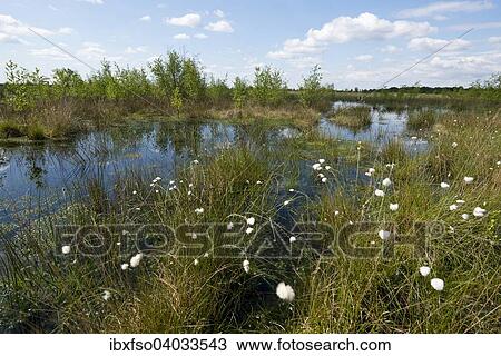 "Moorland, Goldenstedter Moor nature reserve, Lower Saxony, Germany, Europe" View Large Photo Image Stock Image - "Moorland, Goldenstedter Moor nature reserve, Lower Saxony, Germany, Europe". Fotosearch