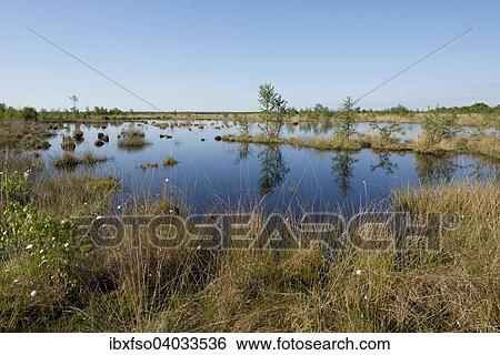 "Moorland, Goldenstedter Moor nature reserve, Lower Saxony, Germany, Europe" View Large Photo Image Stock Photograph - "Moorland, Goldenstedter Moor nature reserve, Lower Saxony, Germany, Europe". Fotosearch